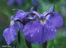Iris%20ensata%203