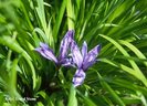 Iris%20ruthenica