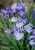 Iris%20setosa
