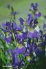 Iris%20sibirica