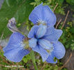 Iris%20sibirica%20\'Cambridge%20Blue\'%20BO