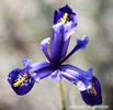 IrisReticulata3