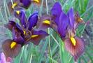 Iris-xiphium-4
