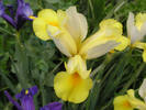 Dutch%20Iris%20yellow