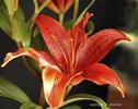 LiliumEnchantment2