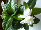 Gardenia