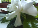 Gardenia