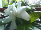 Gardenia