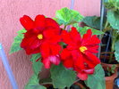 begonia rosie