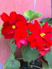 begonia rosie