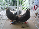 DSCN1368