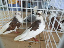 DSCN1372