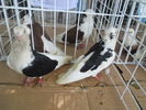 DSCN1373