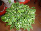 ficus