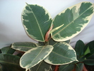 ficus elastica
