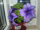 Petunia din seminte de anul trecut