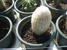 DSC06029