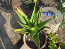 DSC06046