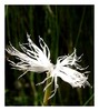 dianthus spiculifolius