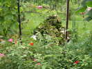 DSCN5749