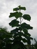 DSCN5750