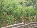 DSCN5764
