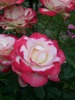 DSCN5784