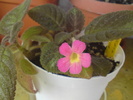 Cupreata Metallica