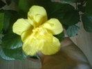 Hibiscus galben