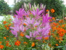 cleome