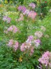 cleome