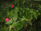 Mirabilis Jalapa(barba imparatului)