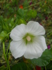 malope