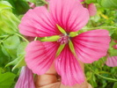 malope