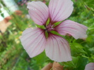 malope