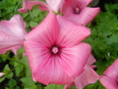 malope