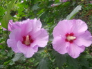 hibiscus de gradina