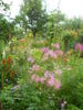 cleome