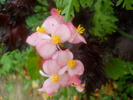 begonie