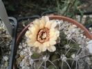 Gymnocalycium marquezii - 08.08