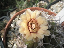 Gymnocalycium marquezii - floare