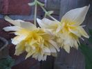 Begonia Pendula glabena 10 aug 2010