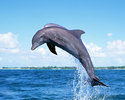 dolphin_