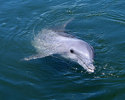 dolphin_-(10)