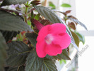 Achimenes Rosy frost 1