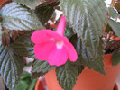 Achimenes Rosy frost 3