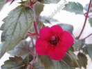 Achimenes Weinrot elfe 2