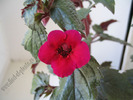 Achimenes Weinrot elfe 3