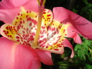 Tigridia roz,10082010