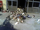 Picture 001